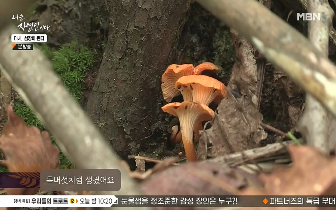 나는 자연인이다.E519.220915p-NEXT.mp4_20220915_194521.943.jpg