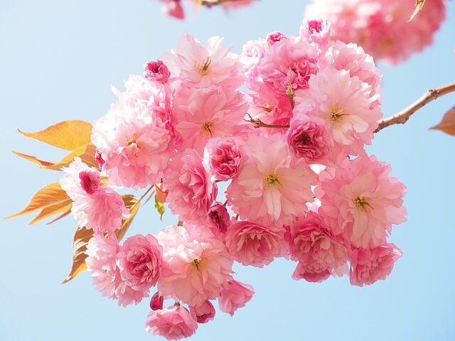 남이섬 벚꽃축제 