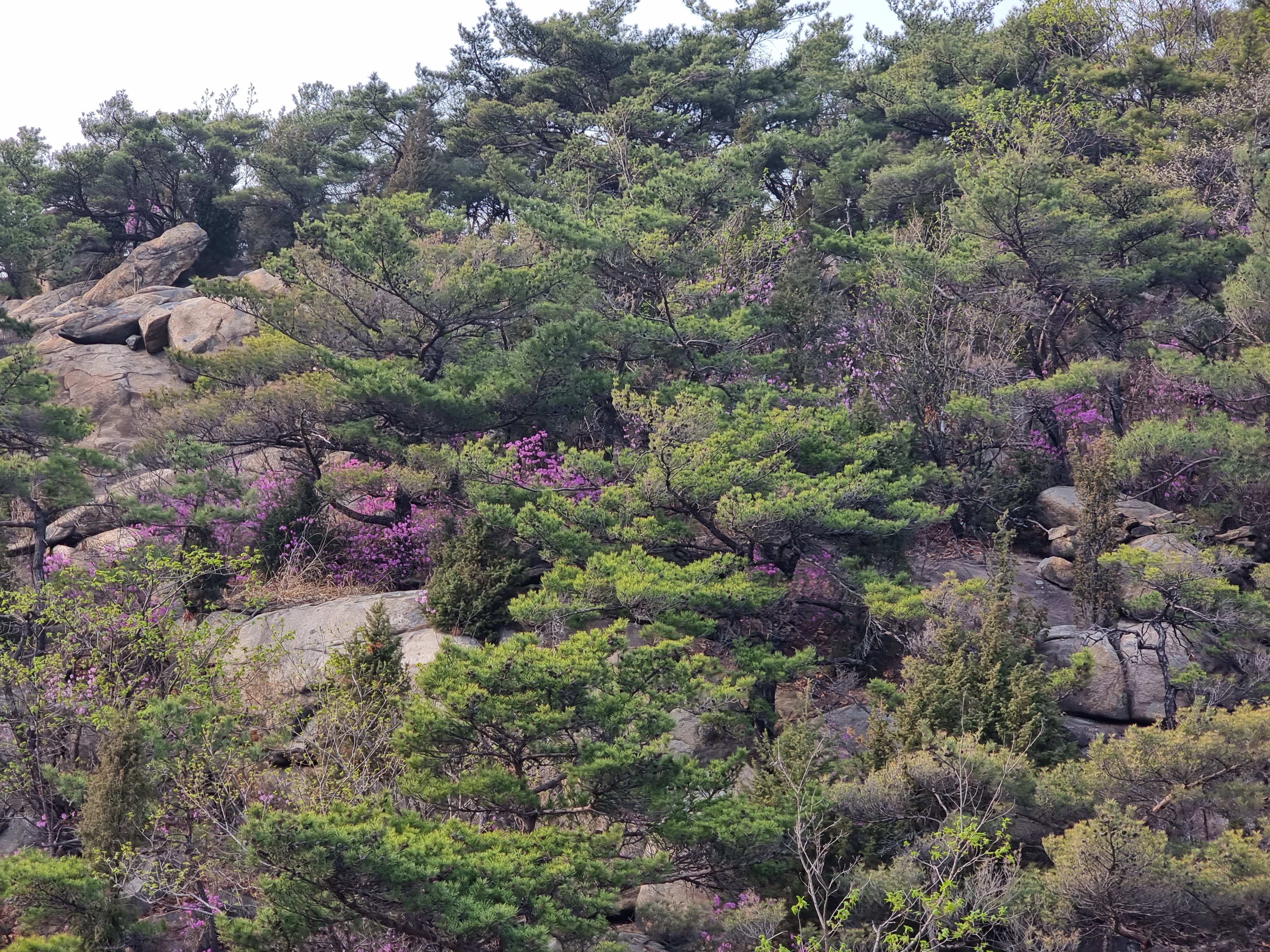 관악산 벚꽃 명소, 서울대공원 벚꽃 시기, 벚꽃 사진 잘 찍는 법, 갤럭시 S21 울트라 후기