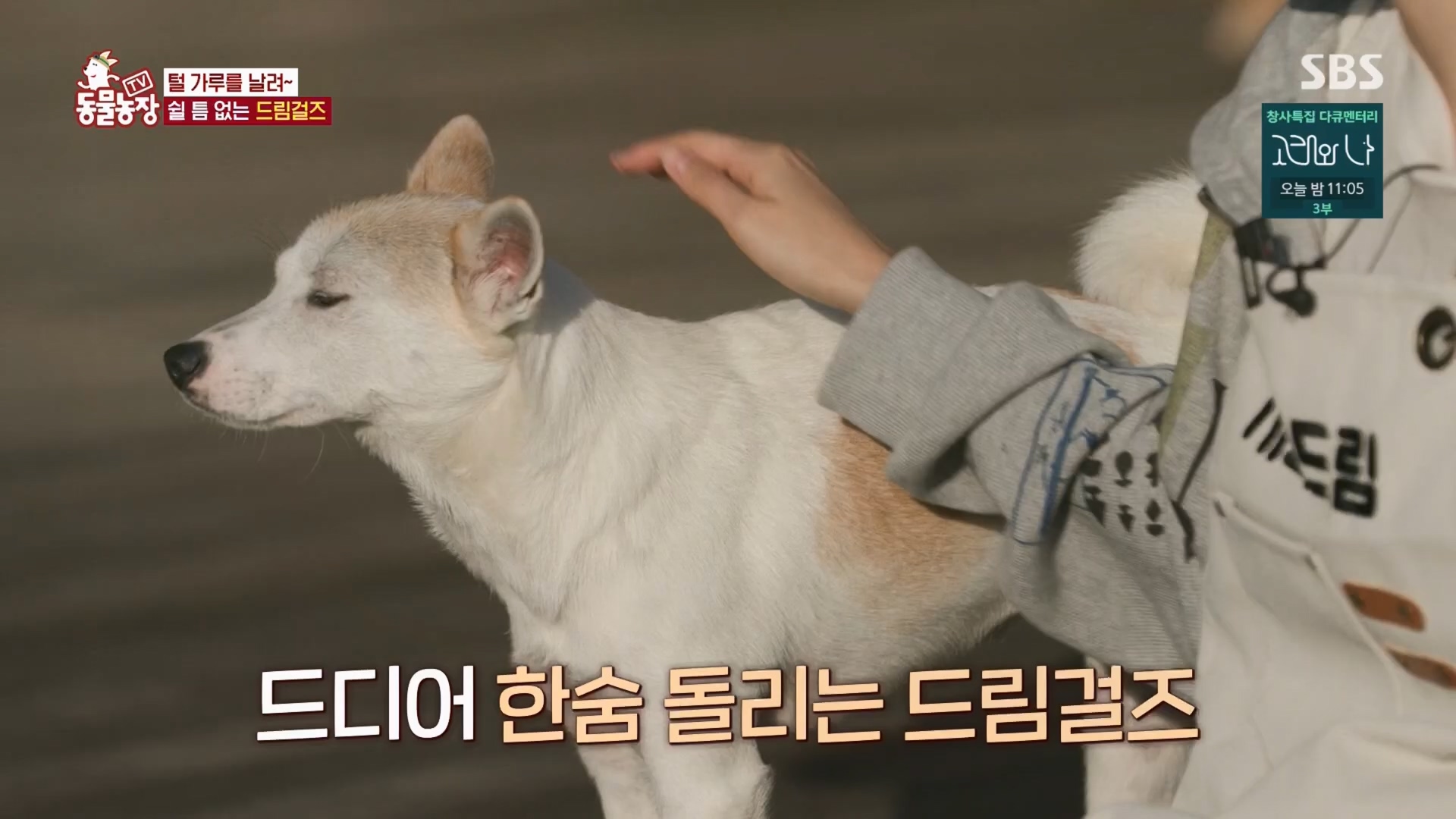 TV 동물농장.E1148.231203p.H264-F1RST.mp4_20231203_165838.335.jpg