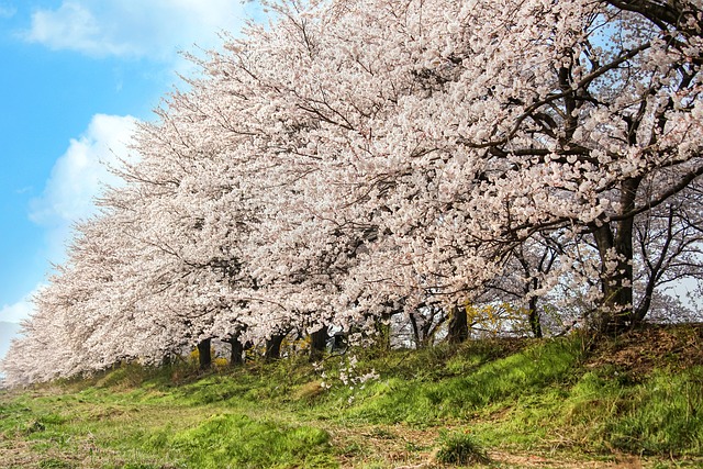 경주 벚꽃 여행: 천년고도에서 즐기는 낭만적인 하루 🌸🏯✨