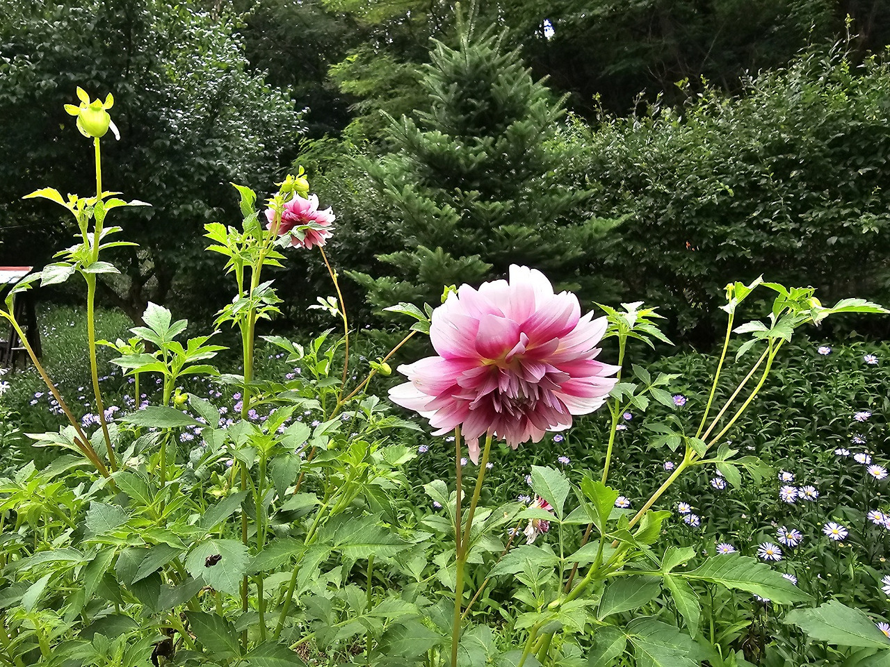 달리아 이미지