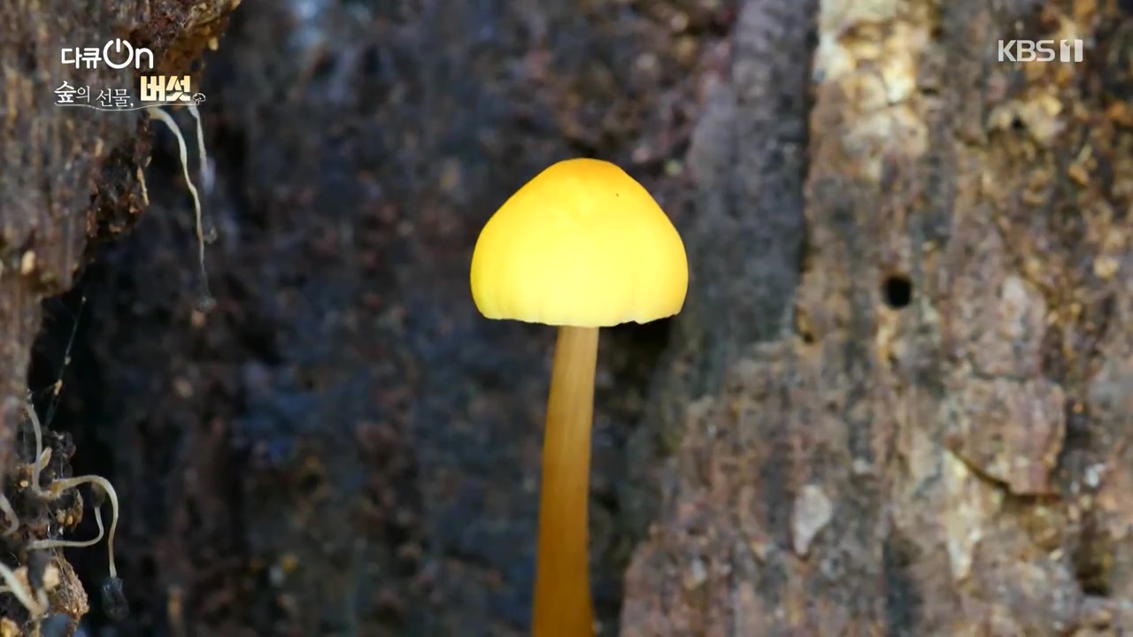 다큐 온.E227.231120p-NEXT.mp4_20231121_201836.377.jpg