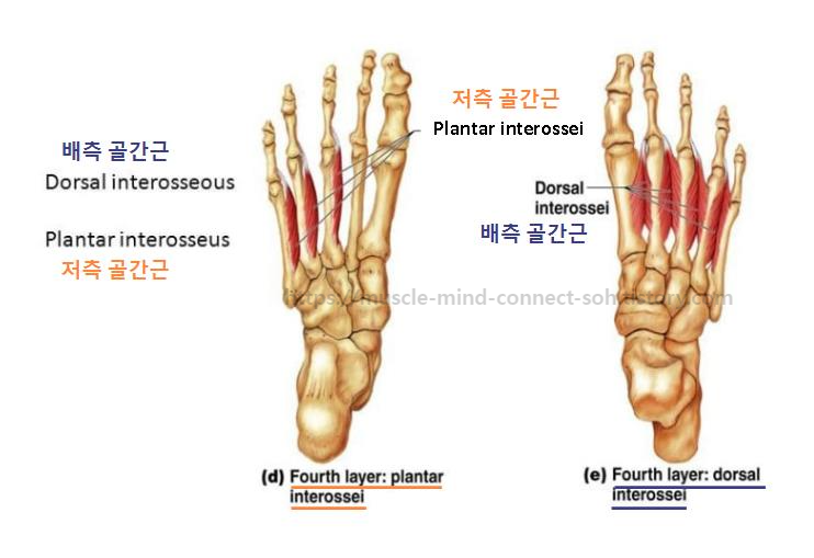 발가락의 미학: 발의 내재근(intrinsic muscles)이 섬세한 동작에 미치는 놀라운 영향 layer 4 (plantar/dorsal interosseus muscles)