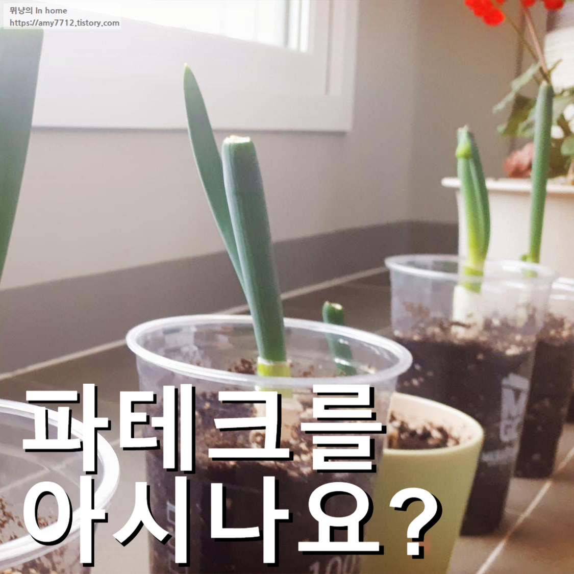  대파 키우기 _ 파테크에 동참하다!