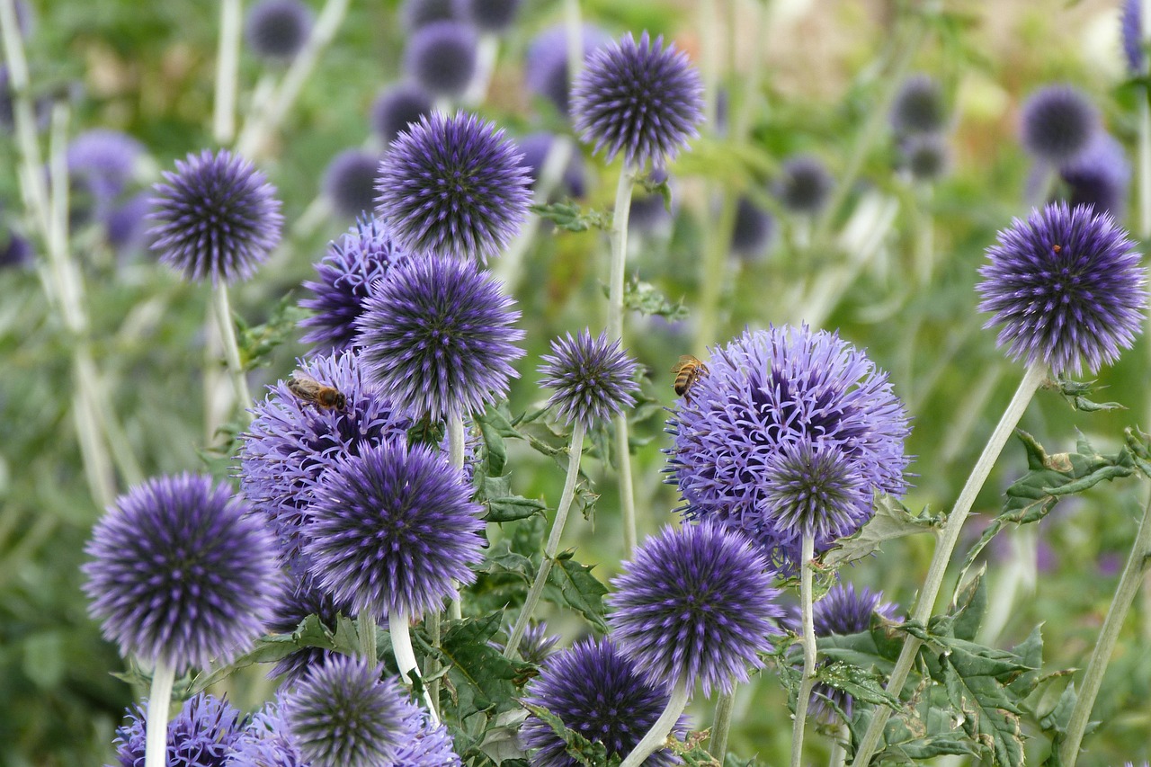 Echinops