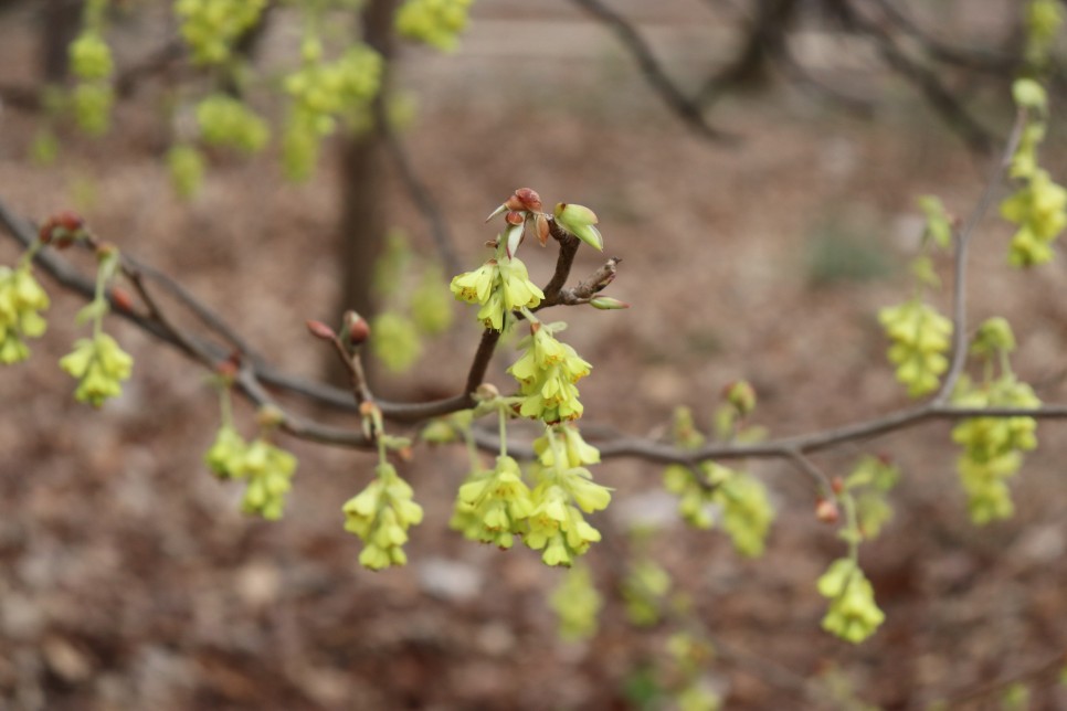 홍릉시험림(홍릉수목원) #페이지 토.일요일서울가볼만한곳 53