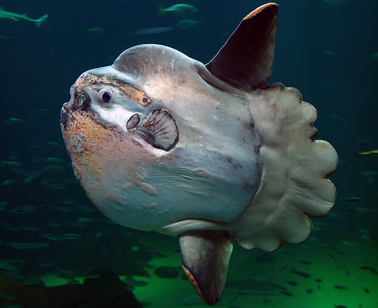  [일반상식] 바다를 유유히 영유하는 개복치 이야기[ocean sunfish]