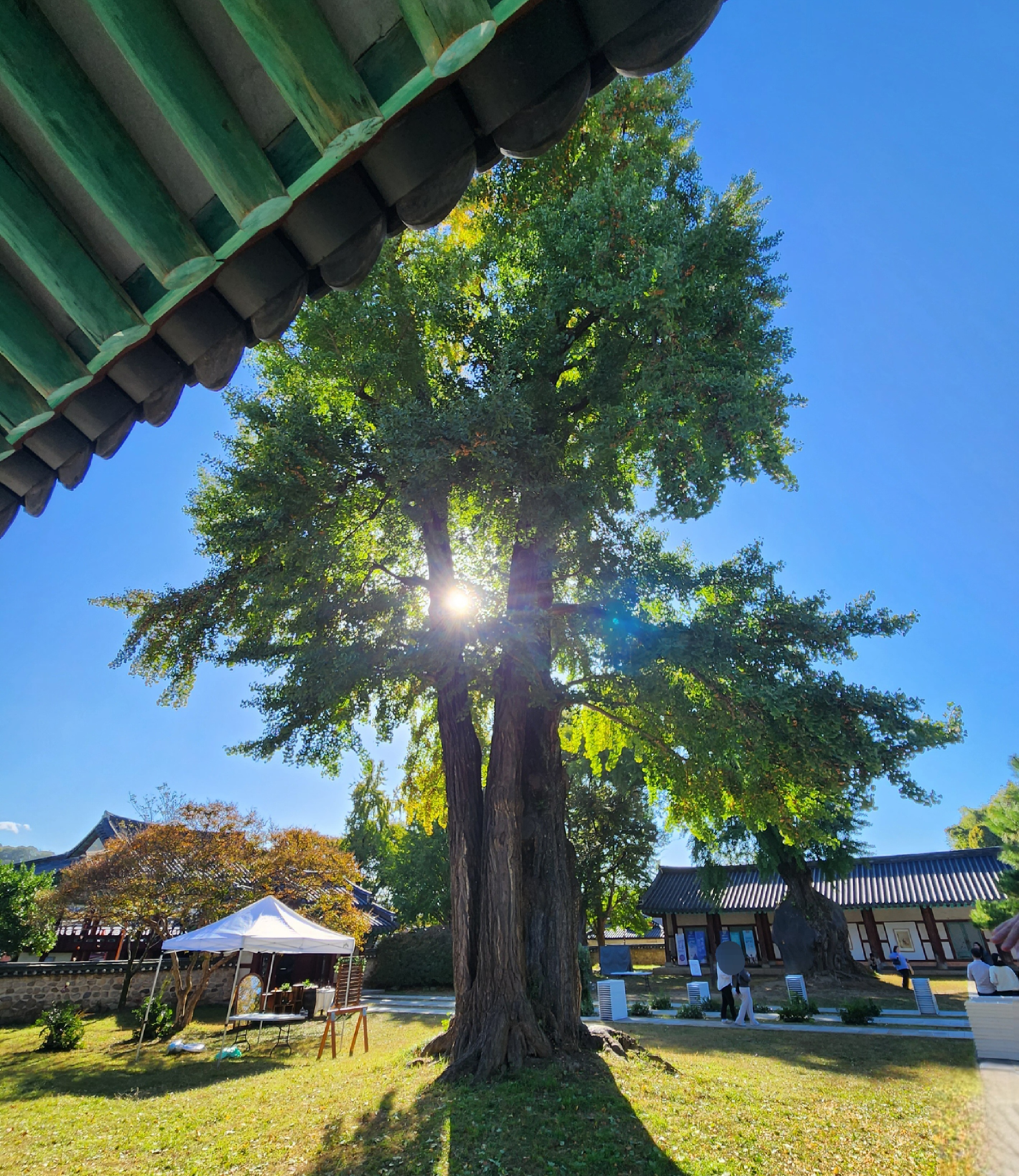 전주 은행나무