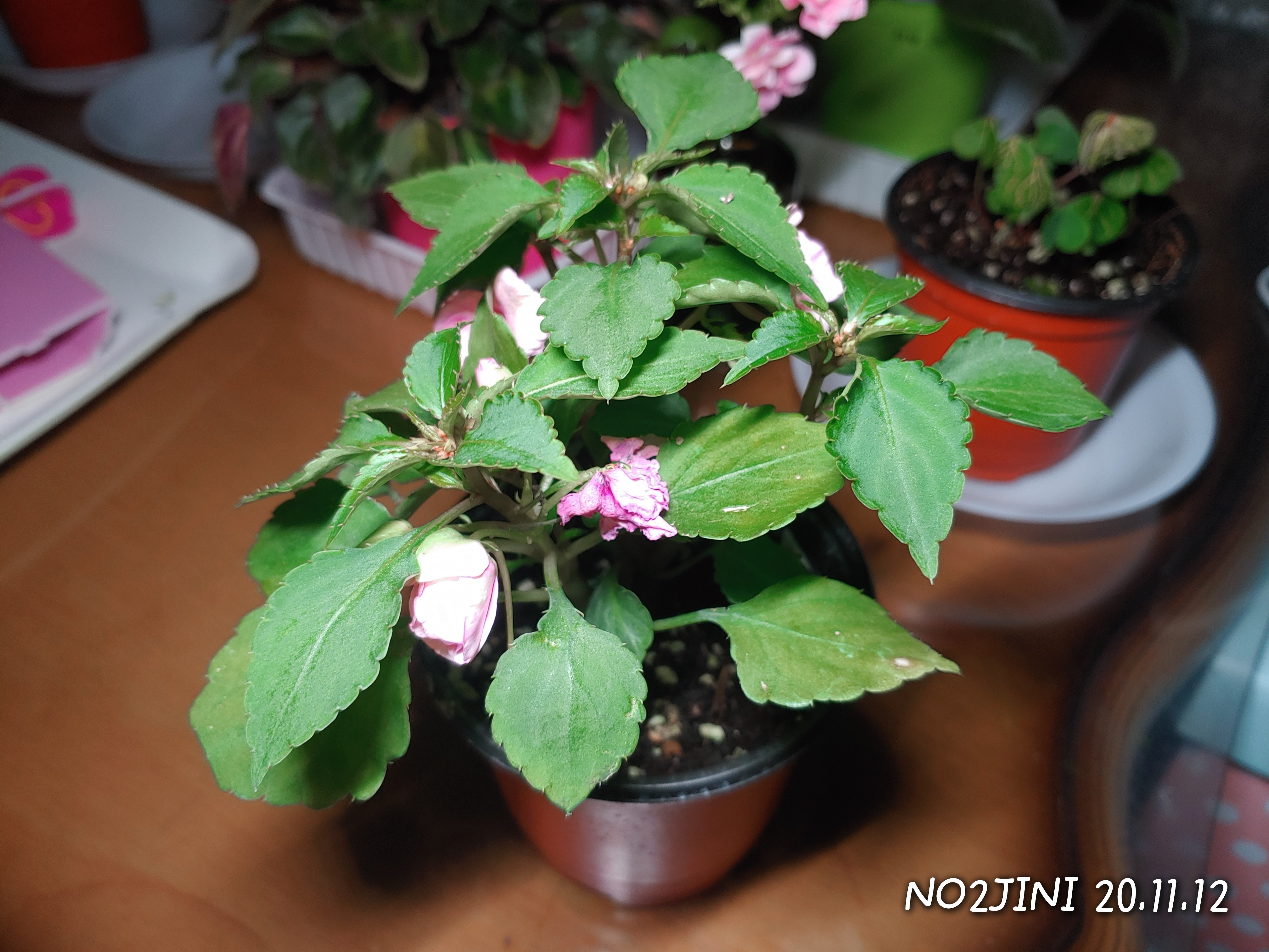  임파첸스 키우기 (Impatiens)