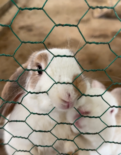 disney_rabbits