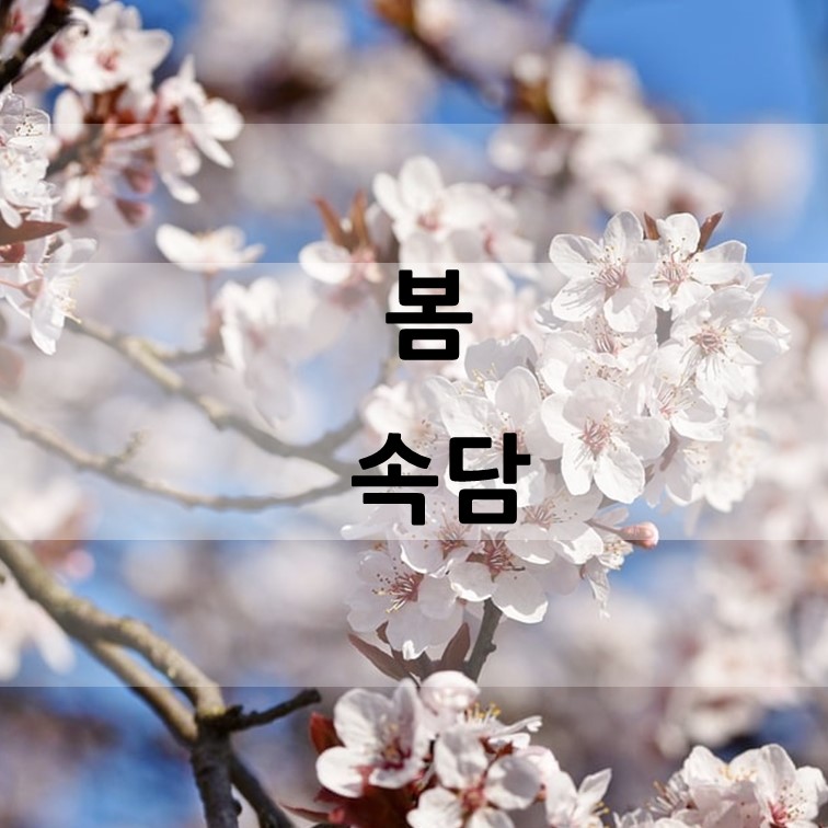 벚꽃