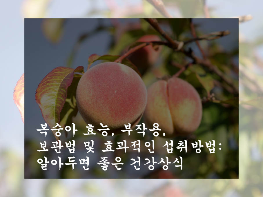  복숭아 효능, 부작용, 보관법 및 효과적인 섭취방법: 알아두면 좋은 건강상식