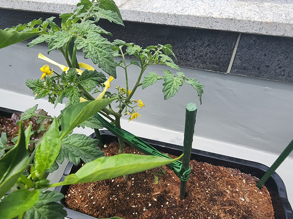 테라스 텃밭 집에서 방울토마토를 기르다 11