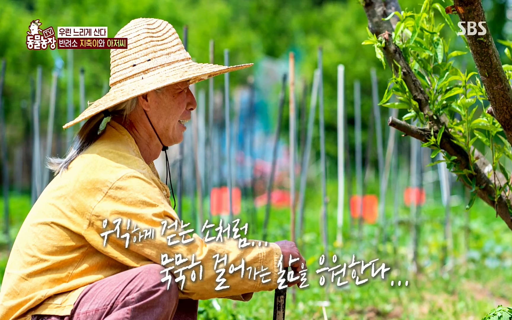 TV 동물농장.E1074.220619p.H264-F1RST.mp4_20220619_182112.969.jpg