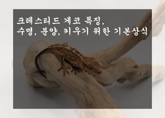  크레스티드 게코 특징, 수명, 분양, 키우기 위한 기본상식