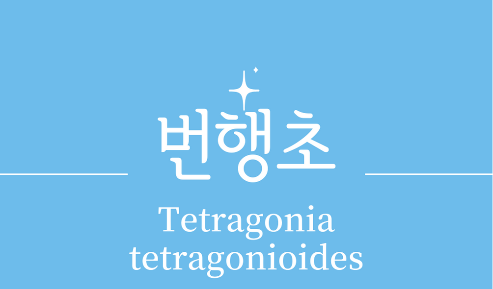 &#39;번행초(Tetragonia tetragonioides)&#39;