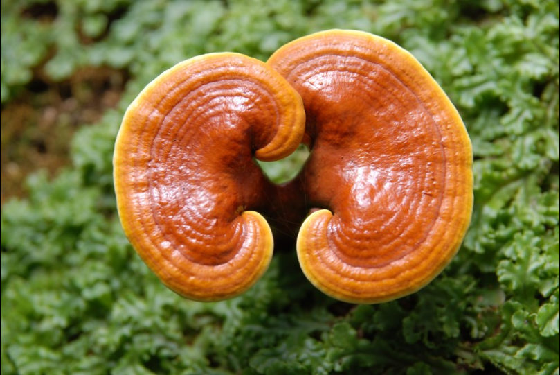 영지버섯 효능 및 부작용 6