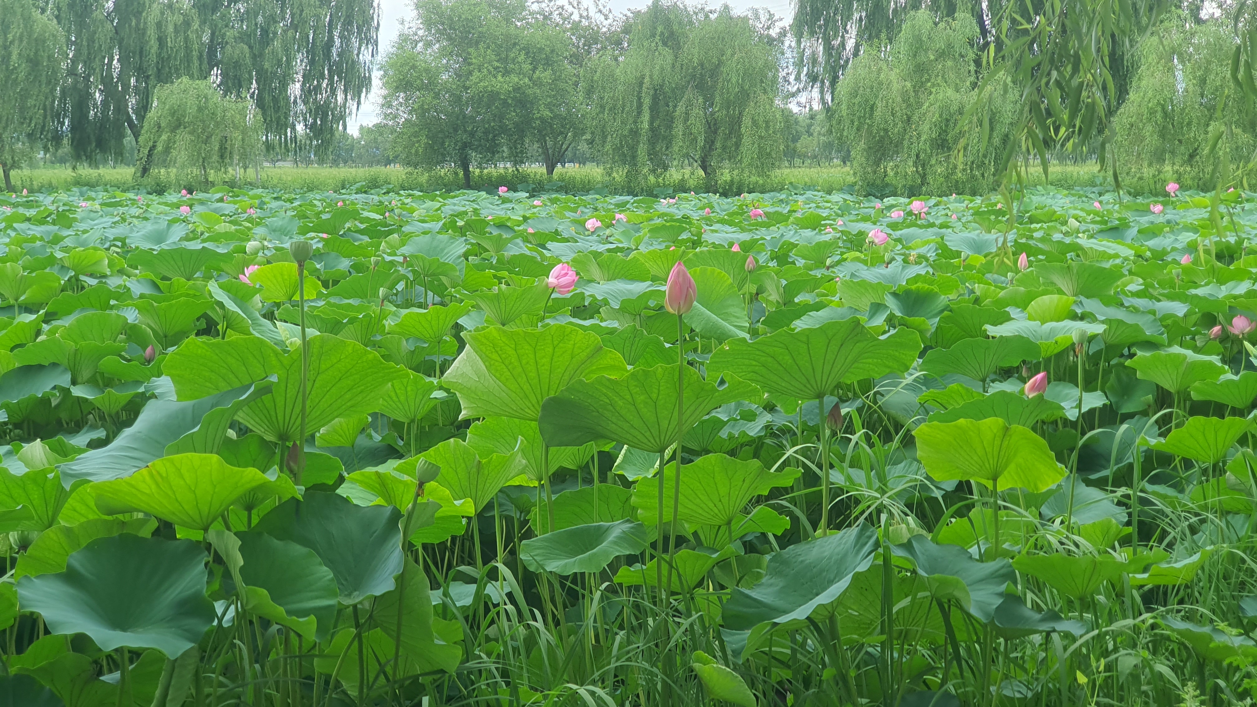 당진 합덕제 연꽃 축제 연호문화축제