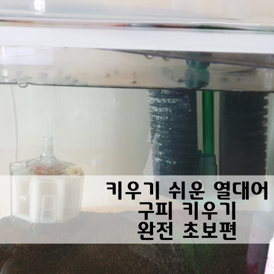 물잡이부터 어항꾸미기까지 초보가 알면 좋은 것들