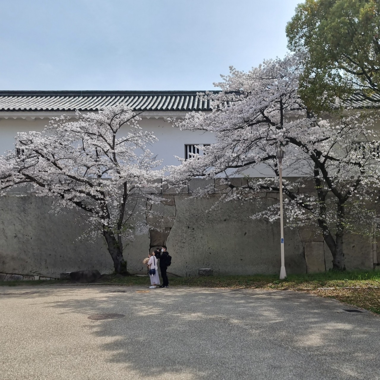 오사카성 벚꽃