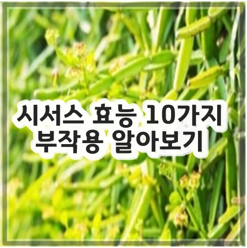 시서스 효능 10가지&#44; 부작용 알아보기