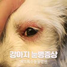 강아지 눈병