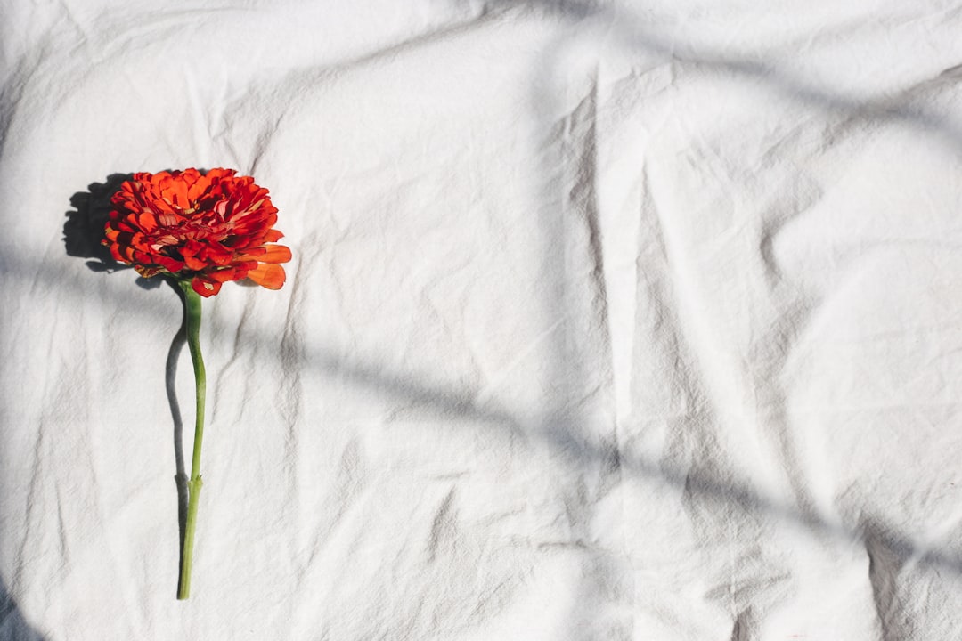 Chrysanthemum