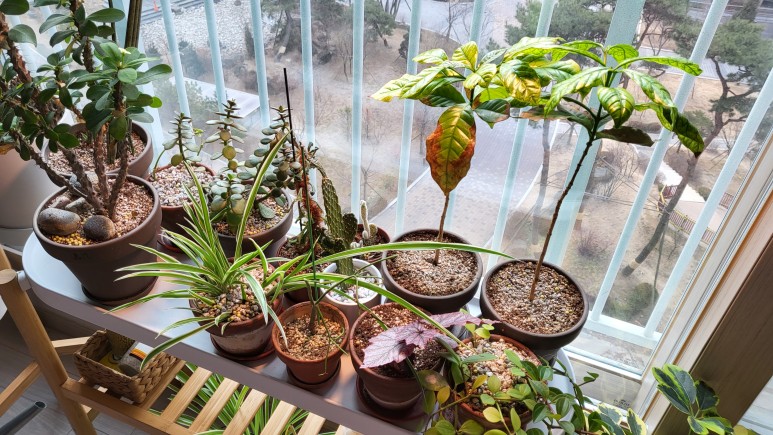 퓨처 그린 식물등으로! 3