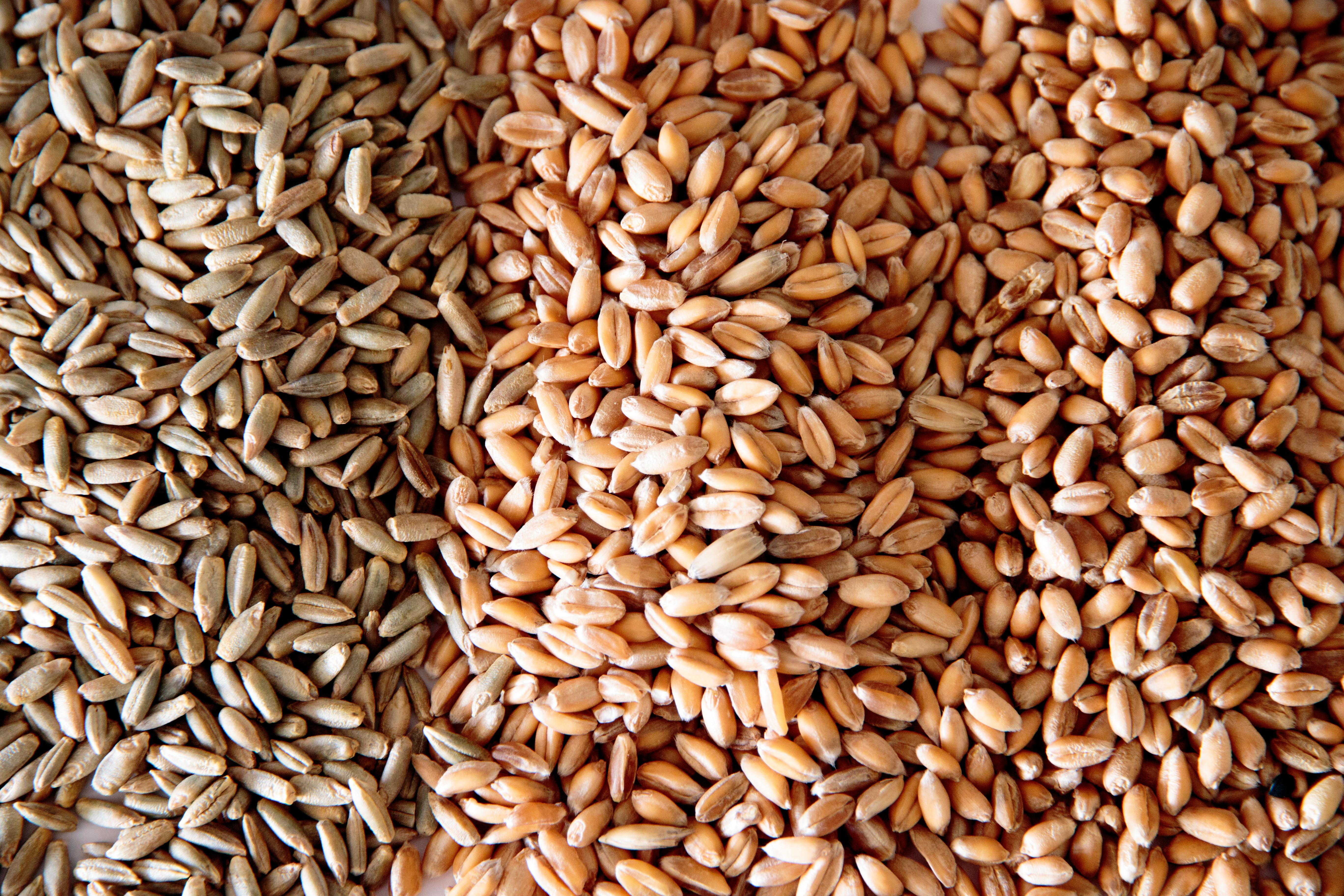 보리싹 싹의 7가지 효능과 부작용 43