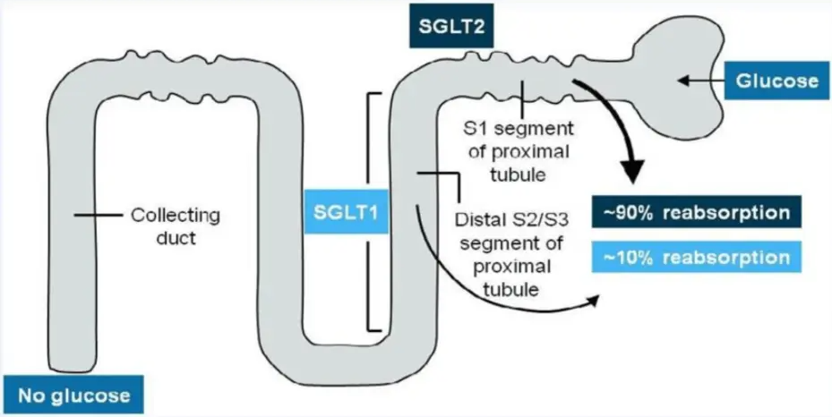 신장-SGLT2-억제제-작용기전