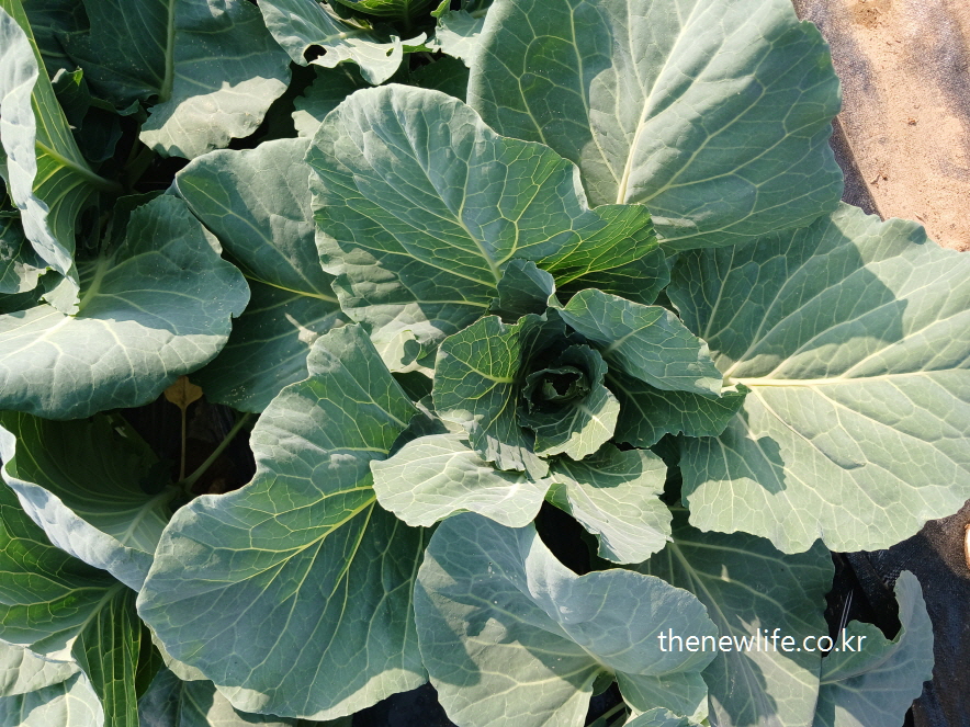 Close-up view of young kale leaves growing in a farm field-밭에서 자라고 있는 어린 케일 잎의 근접 사진