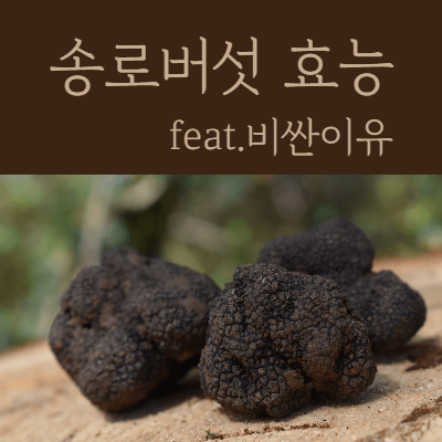  송로버섯 효능, 왜 이렇게 비싼 걸까?