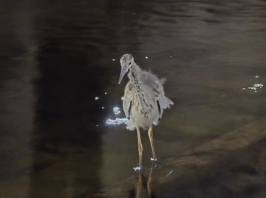 img.jpg