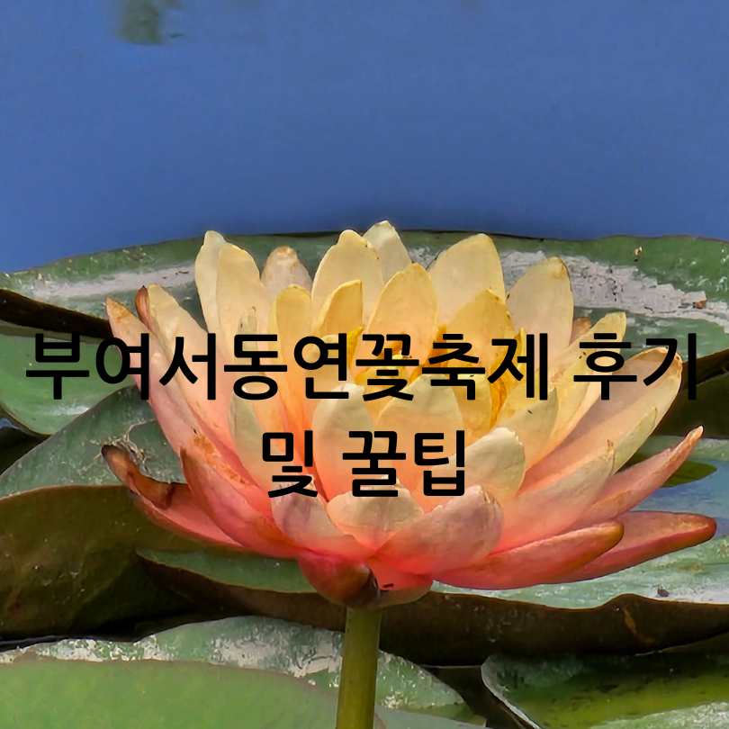 부여서동연꽃축제 2025 일정 및 볼거리