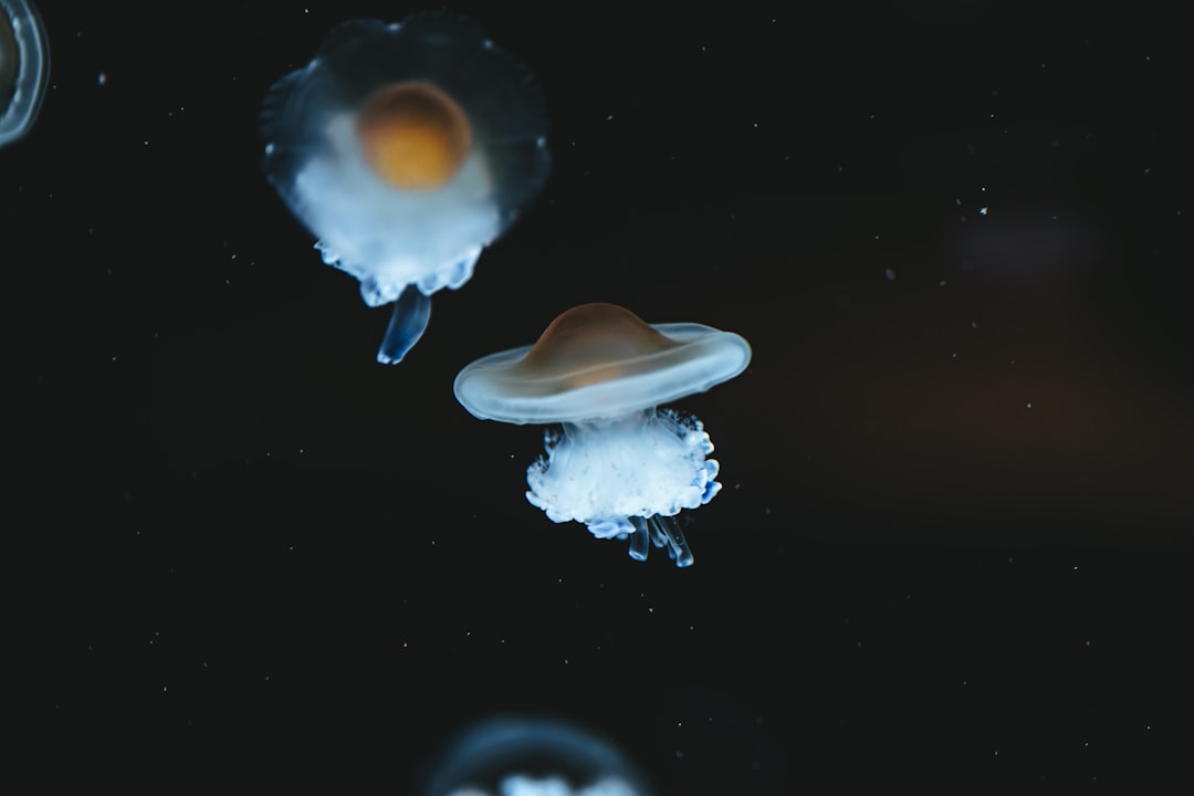 Multiverse