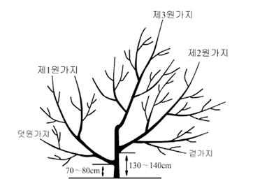  체리나무 가지치기 시기와 방법