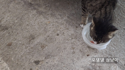 밥-먹는-고양이.