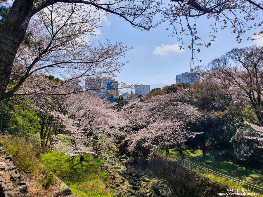 제주 벚꽃 신산공원