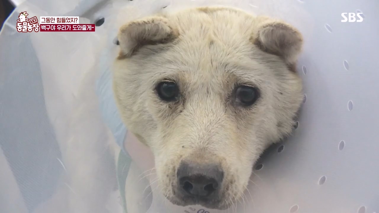 TV 동물농장.E1144.231106p-NEXT.mp4_20231105_180003.506.jpg