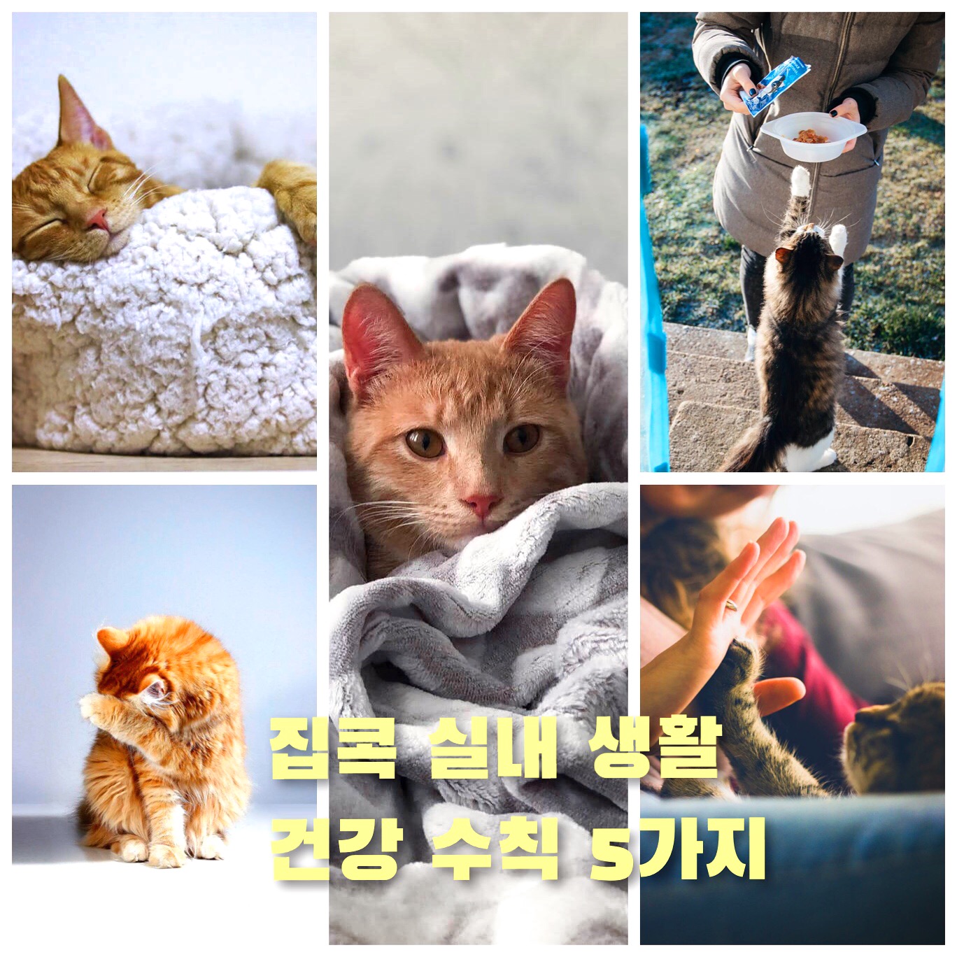  집콕 실내 생활 건강 수칙 5가지