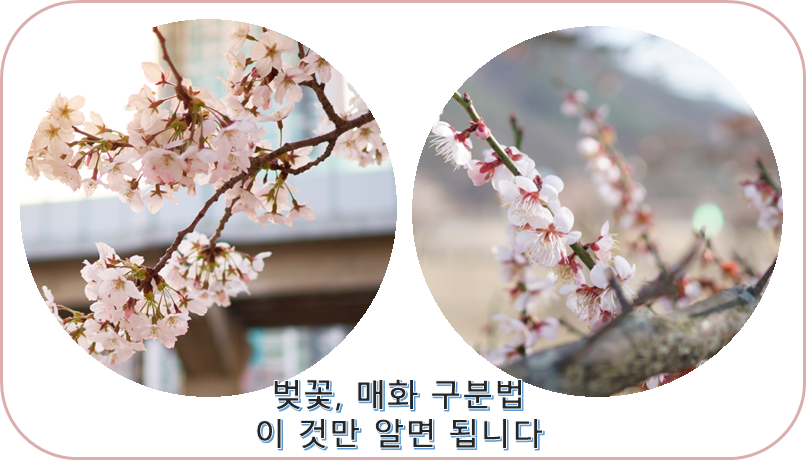 벚꽃과 매화꽃 차이, 구분 법 - 이 것만 알면 됩니다!!!