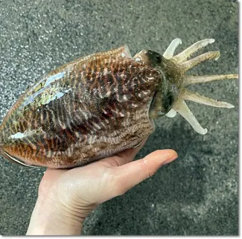 갑오징어 손질법 제철 맛있게 먹는 방법_2