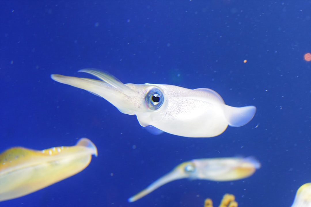 Squid