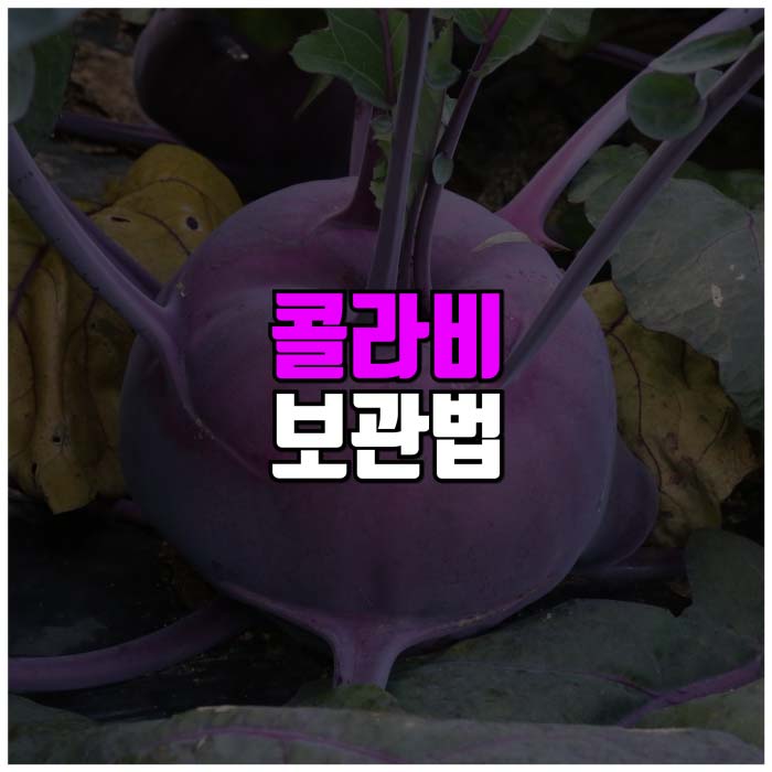 콜라비 보관법 썸네일 입니다