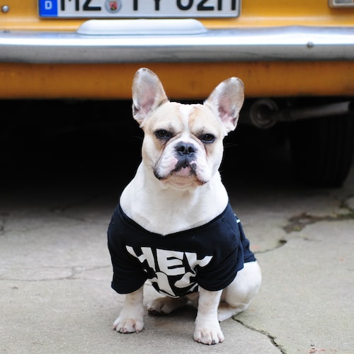 The Best Pet Toys for Dogs of All Ages