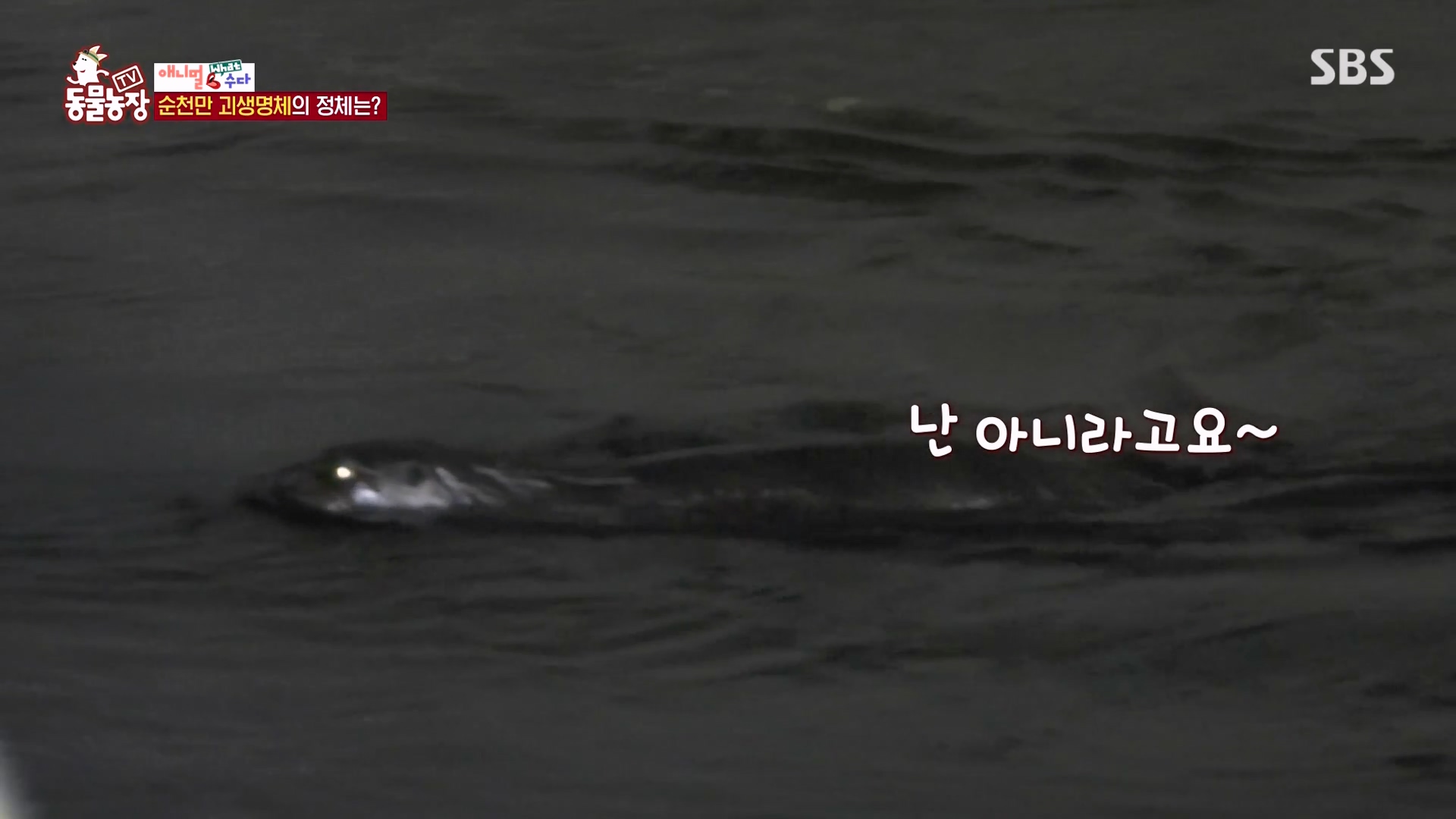 TV 동물농장.E1164.240324p-NEXT.mp4_20240324_170402.217.jpg