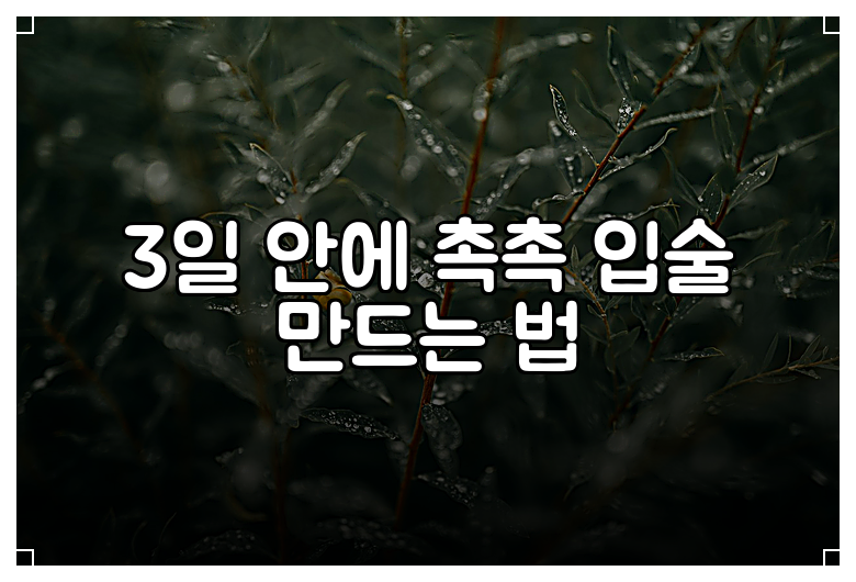 3일 안에 촉촉 입술 만드는 법