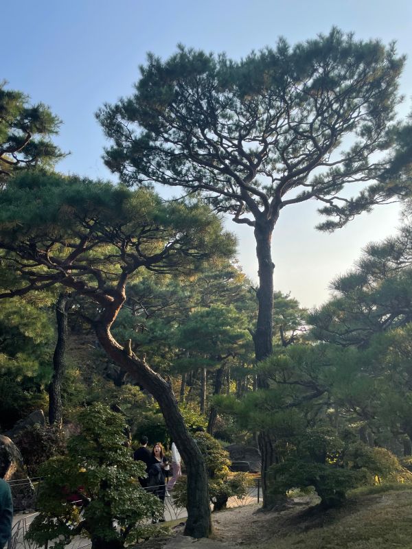 소나무-사진