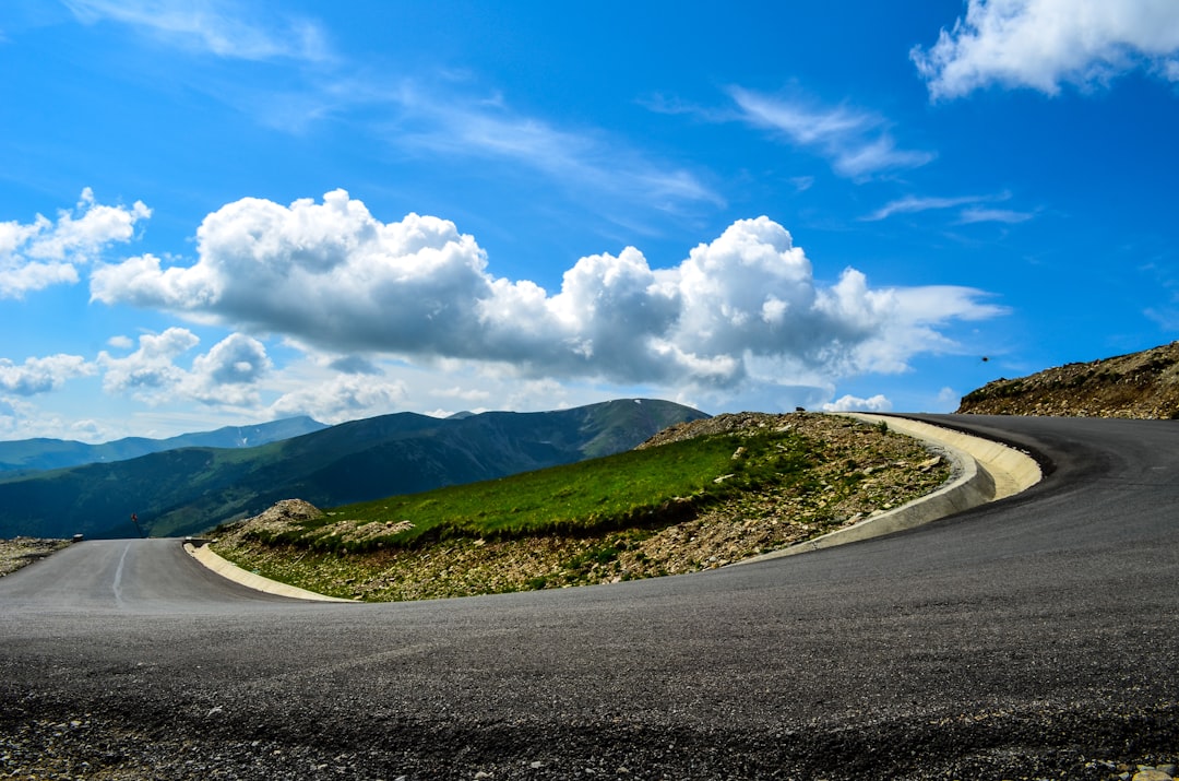 Gavia